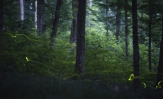 Éjszakai szentjánosbogár-túrákat indít a Duna-Ipoly Nemzeti Park