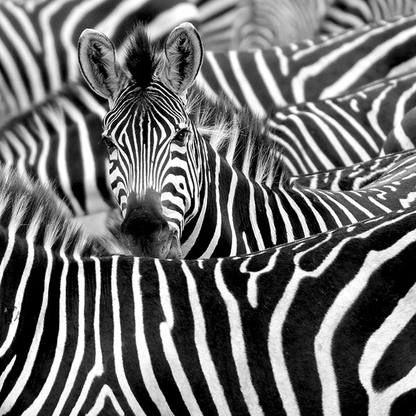 http://www.koloknet.hu/files/14/zebra.jpg