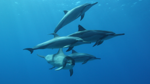 A híres bohóchal és barátai: tudj meg róluk többet az Óceánok Világnapján