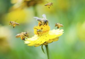 Méh– és darázscsípés: veszélytelen vagy halálos?