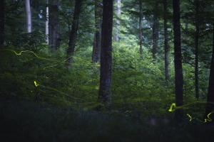 Éjszakai szentjánosbogár-túrákat indít a Duna-Ipoly Nemzeti Park
