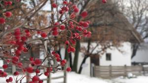 Forró tea, sült alma, mézeskalács: adventi hétvégék a Skanzenben 