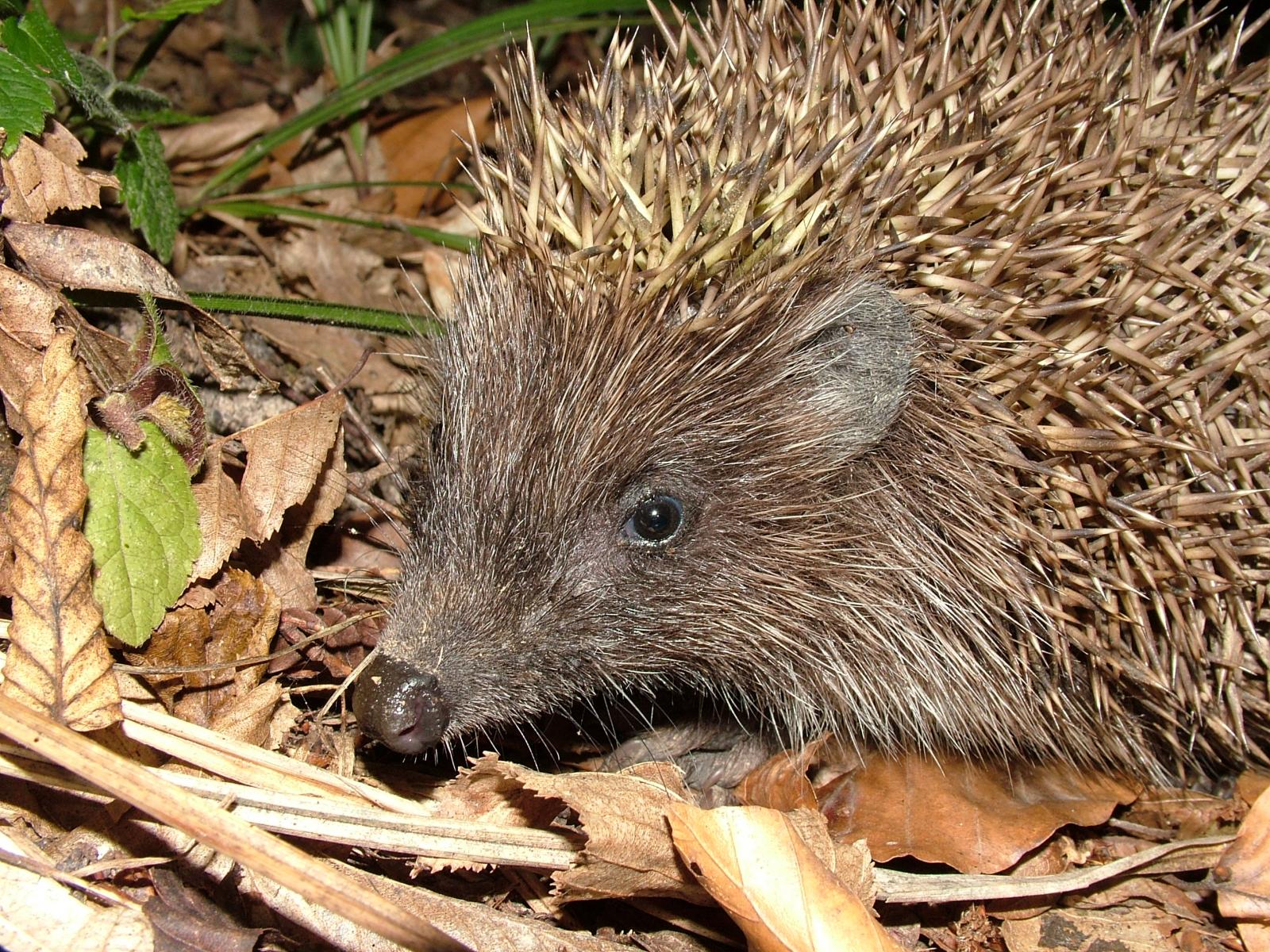 Keleti sün (Erinaceus roumanicus)