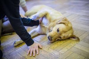 Kutyaterápia – Hogyan hatnak a kutyák az autista, hiperaktív és figyelemzavaros gyerekekre? Hogyan válasszunk kutyát gyerek mellé?