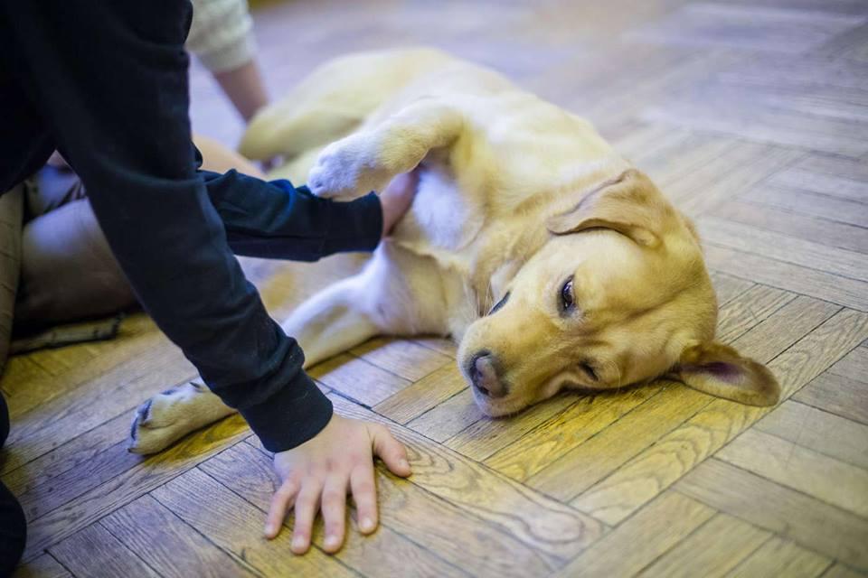 Kutyaterápia – Hogyan hatnak a kutyák az autista, hiperaktív és figyelemzavaros gyerekekre? Hogyan válasszunk kutyát gyerek mellé?