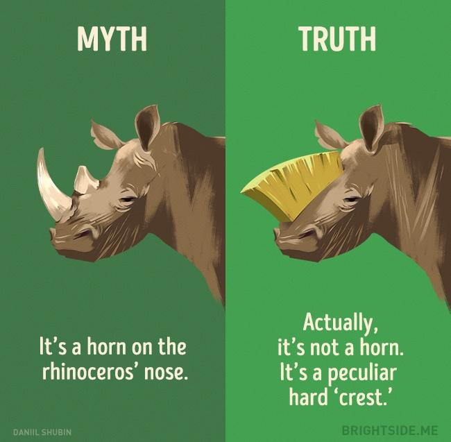 12 állatokkal kapcsolatos mítosz, amiben még ma is hiszünk