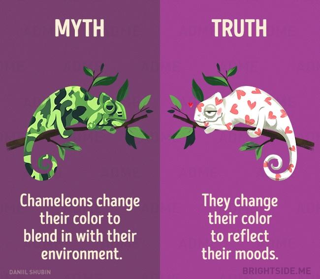 12 állatokkal kapcsolatos mítosz, amiben még ma is hiszünk