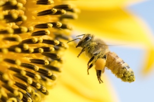 11 érdekesség a méhekről - Még Einstein is külön kiemelte a jelentőségüket!