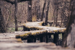 Fapallós ösvények hangulatos erdei csavargásokhoz! A gyerekek imádni fogják a kalandtúrákat