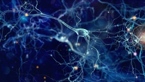 Képes-e az agyunk negatív emléknyomok, traumák elraktározását befolyásolni? Váratlan felfedezésre bukkantak magyar kutatók