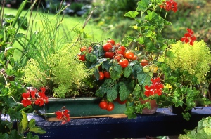 3 illatos fűszernövény, ami nem hiányozhat a nyári balkonládából