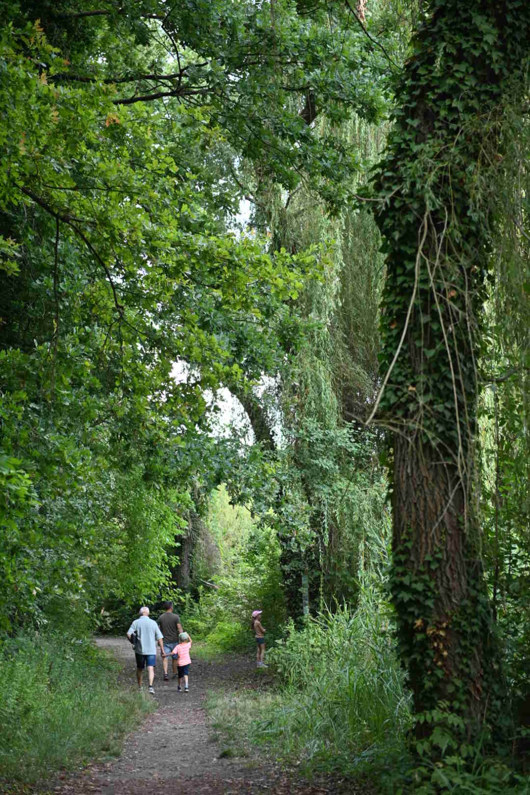 Búbos vöcsök tanösvény (Kis-Balaton) #kis-balaton #kirándulás gyerekkel #Kányavári-sziget #Kis-Balaton #kányavári-sziget #kirándulás a balatonnál