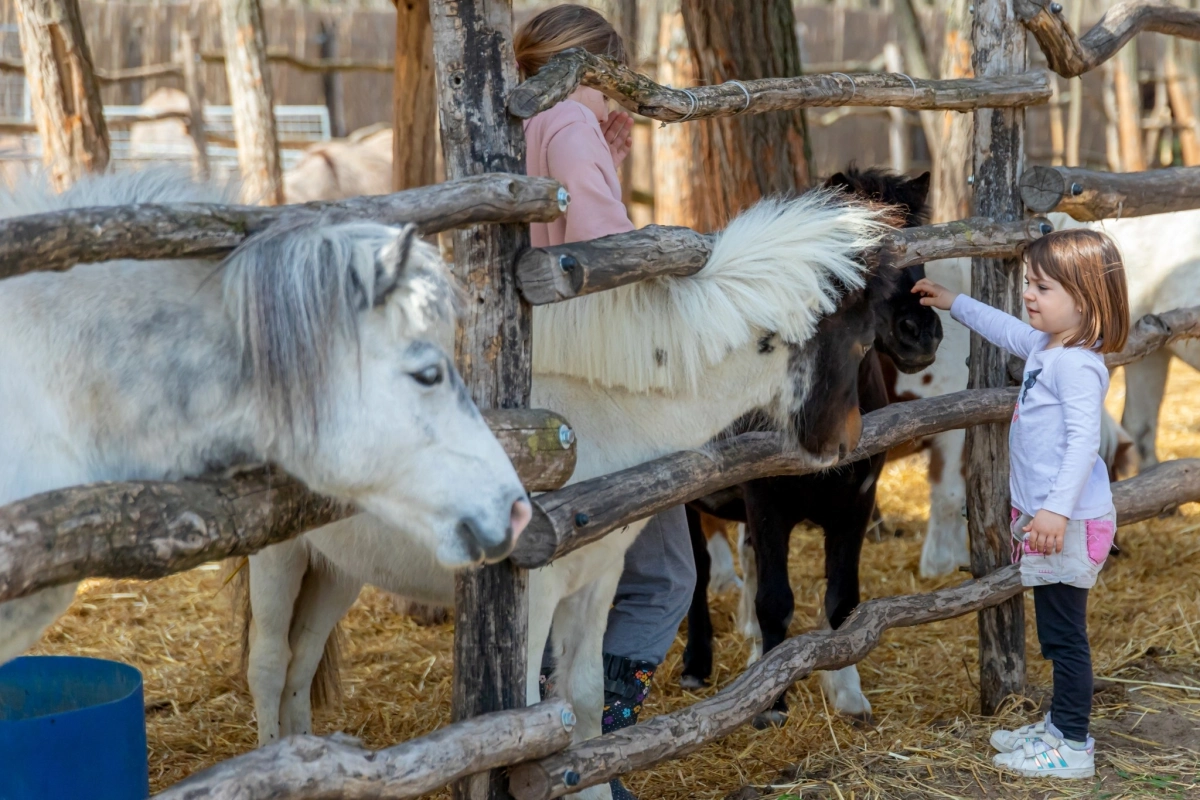 Állatsimogató pónilóval