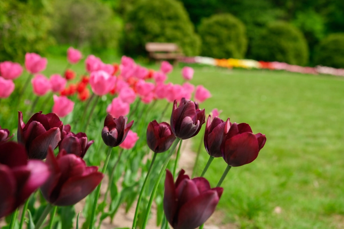 Tulipánok a Gödöllői Arborétumban