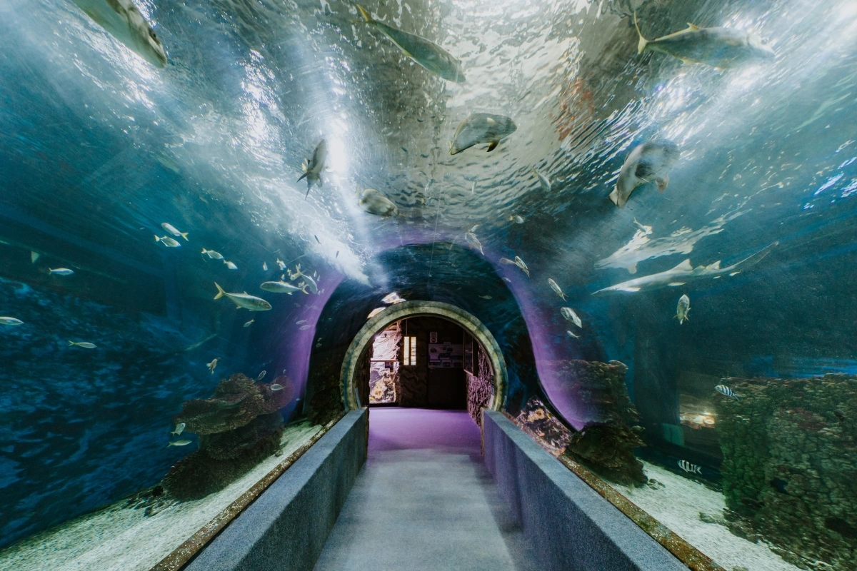 Nyíregyházi Ócenárium