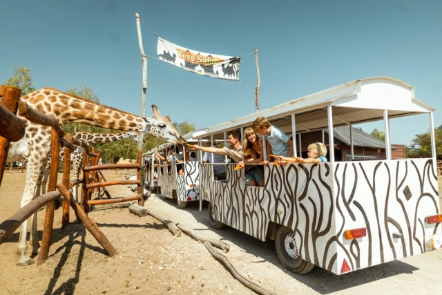 Szafaripark Nagykőrös zsiráfetetés