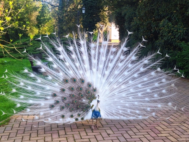 Páva a Szarvasi Arborétumban