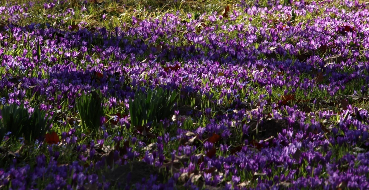 Vácrátóti arborétum