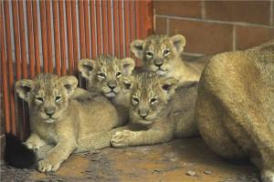 Indiai kisoroszlánok születtek a budapesti állatkertben
