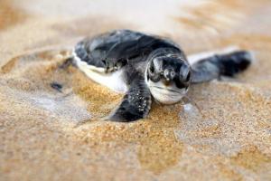 A teknősembriók tudatosan változtatják a nemüket